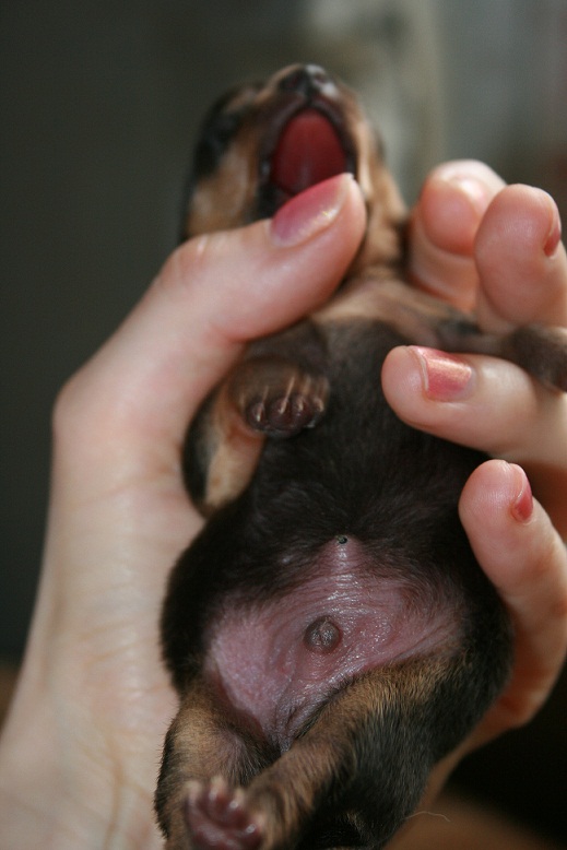 Пупочная грыжа у щенка, причины возникновение, лечение